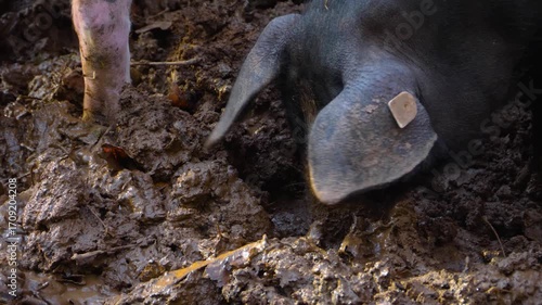 Close up of a domestic black and white pig digging around mud on a cloudy autumn day