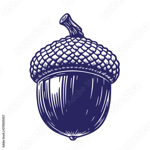 Detailed engraved illustration of a single acorn depicting nature and harvest in artful style