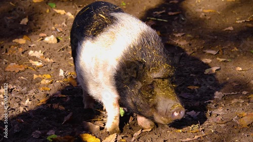 Close up of a domestic black and white pot-bellied pig standing in mud on a cloudy autumn day