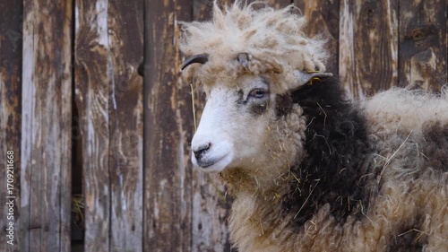 Close up of a Jacob sheep head with a funny hair cut looking around on a sunny autumn day