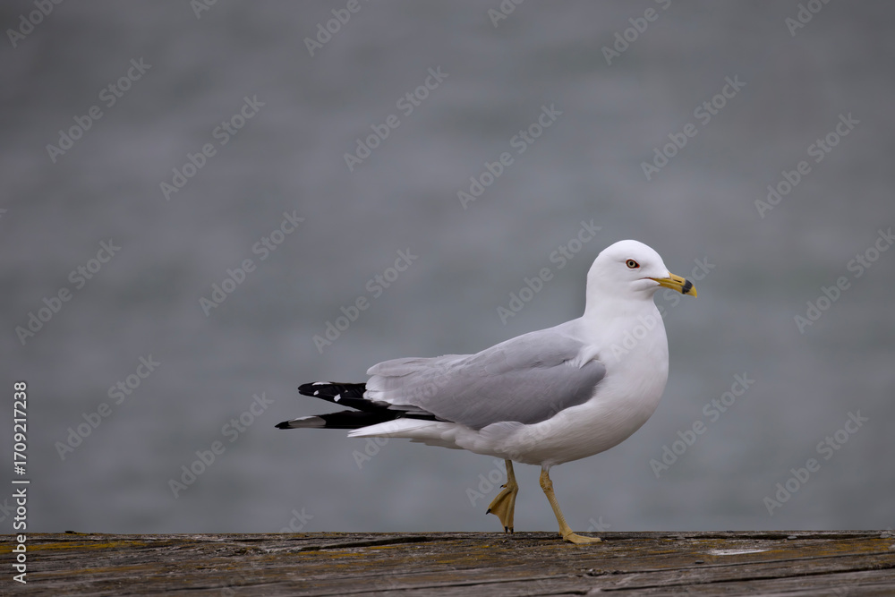 Obraz premium Ring-billed gull Larus delawarensis striking a pose with one foot up facing right on a wooden dock in Lakefront Promenade scenic waterfront park in Mississauga Ontario Canada