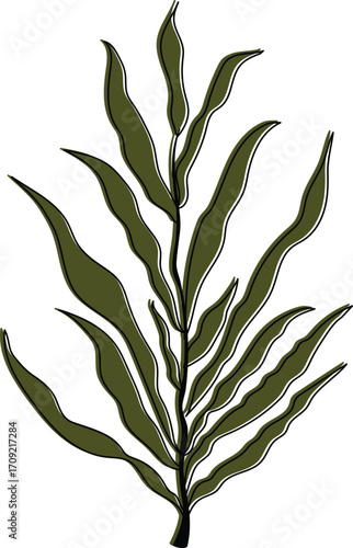 Hand-Drawn Kelp Seaweed Marine Plant