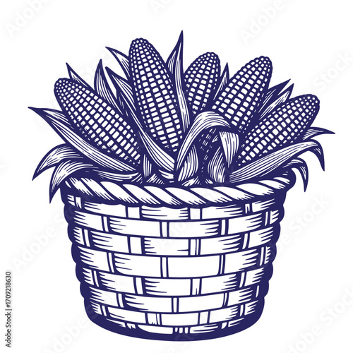 Hand-drawn illustration of a basket filled with ripe corn on the cob ready to harvest