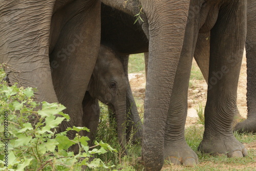 Sri Lankan Elephants in National Parks in Sri Lanka 