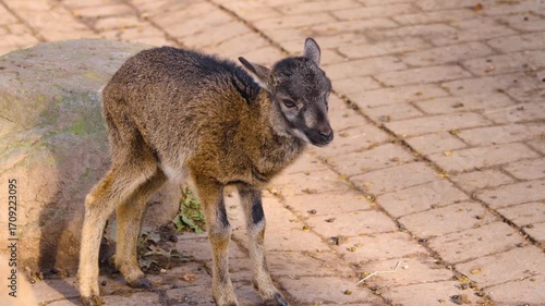 Close up view of a baby fawn mouflon sheep looking around on a sunny autumn day