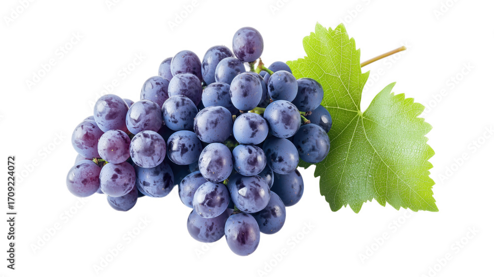 Obraz premium Freshly harvested cluster of juicy dark purple grapes with a single green leaf
