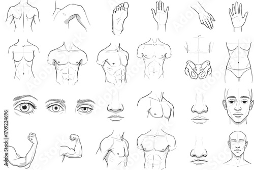 Male anatomy sketch set – hand-drawn body parts including torso, muscles, arms, hands, face, nose, eyes, and chest structure in vector style