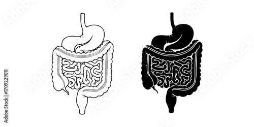 Stomach and Intestines Anatomy Vector Illustration