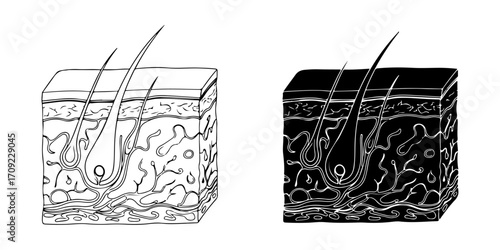 Skin Hair and Nails Anatomy Vector Illustration