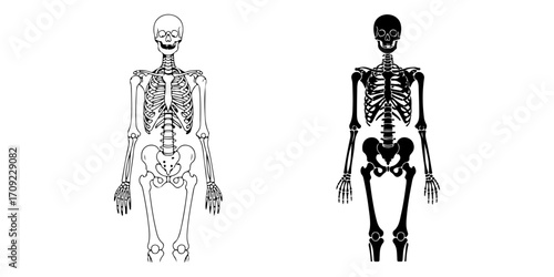 Human Skeleton Anatomy Vector Illustration