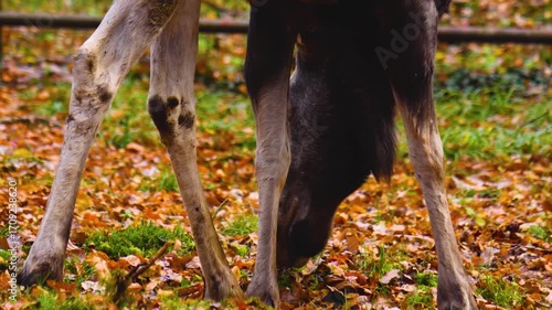 Close up of a elk moose head and legs moving around the forest on a cloudy autumn day