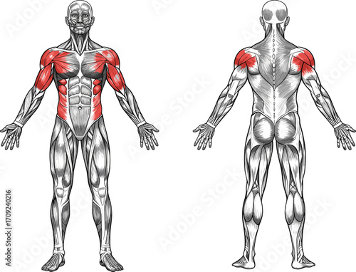 Human muscular system anatomy illustration, front and back view, highlighted muscle groups, fitness training reference, educational vector design, bodybuilding workout diagram