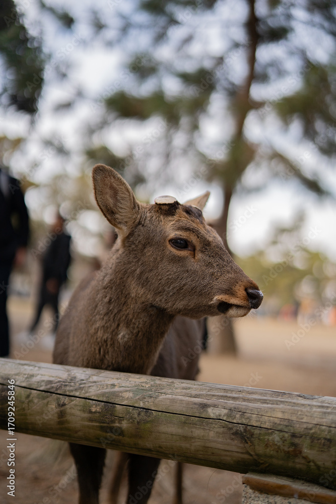 Fototapeta premium Close-up photograph of a deer in Nara Park, Japan