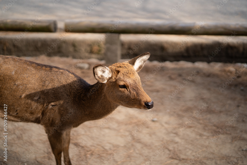 Fototapeta premium Close-up photograph of a deer in Nara Park, Japan