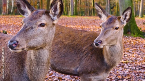 Close up of a red deer doe head. Standing around the forest and watching on a sunny autumn day