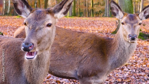 Close up of a red deer doe head. Standing around the forest and watching on a sunny autumn day