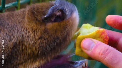 Close up of a red deer buck head. Standing around the forest and eating an apple on a sunny autumn day