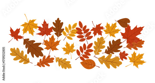 autumn leaves vector illustration