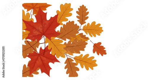 autumn maple leaves