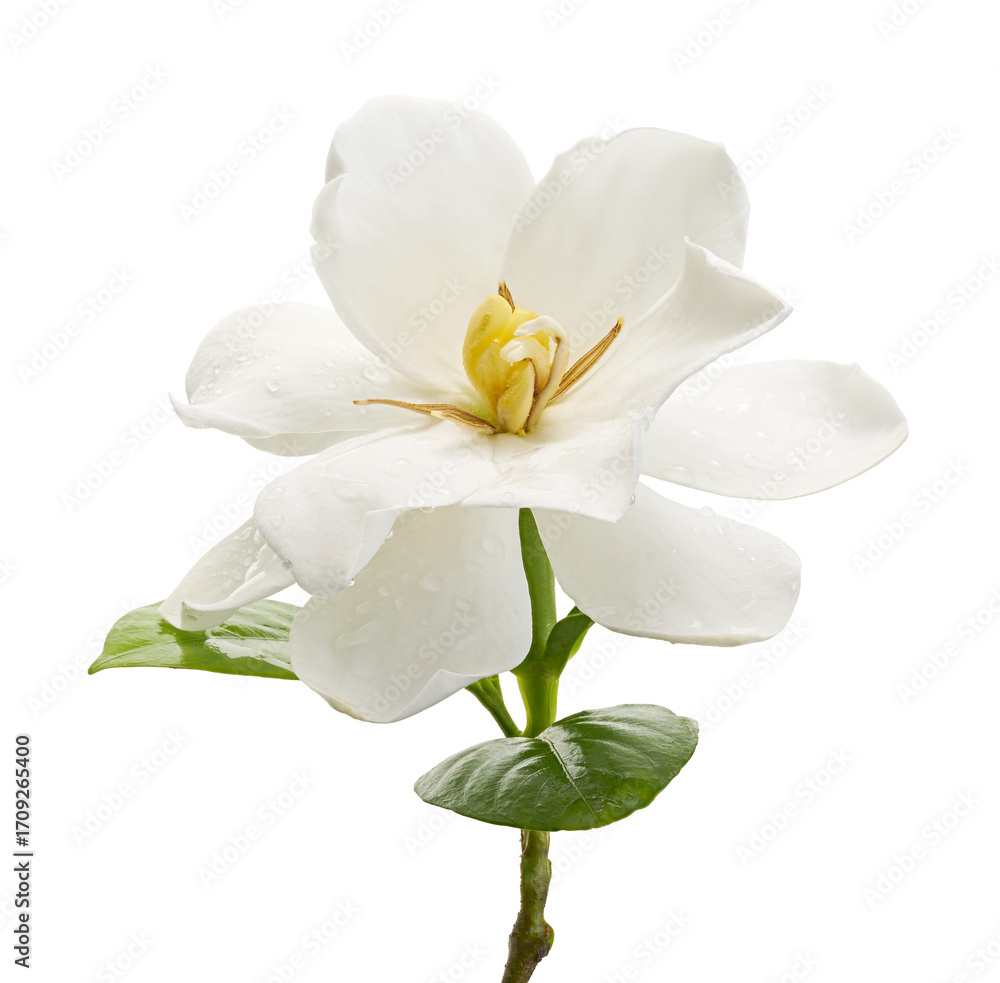 Fototapeta premium Cape Jasmine Flower, Gardenia jasminoides, isolated on white background, with clipping path