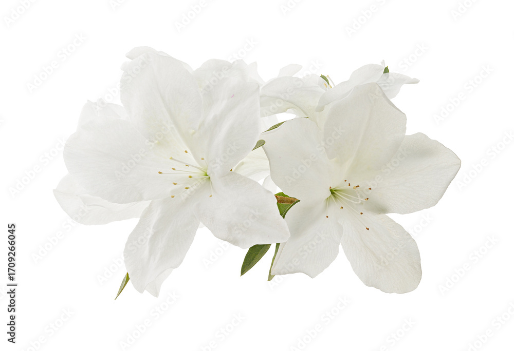 Obraz premium Azaleas flowers with leaves, White flowers isolated on white background with clipping path 