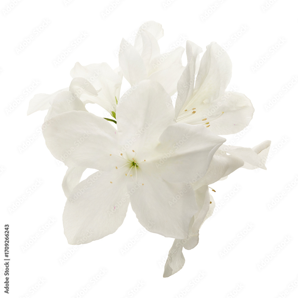 Fototapeta premium Azaleas flowers with leaves, White flowers isolated on white background with clipping path 