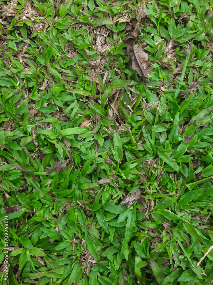 Obraz premium green grass and leaves