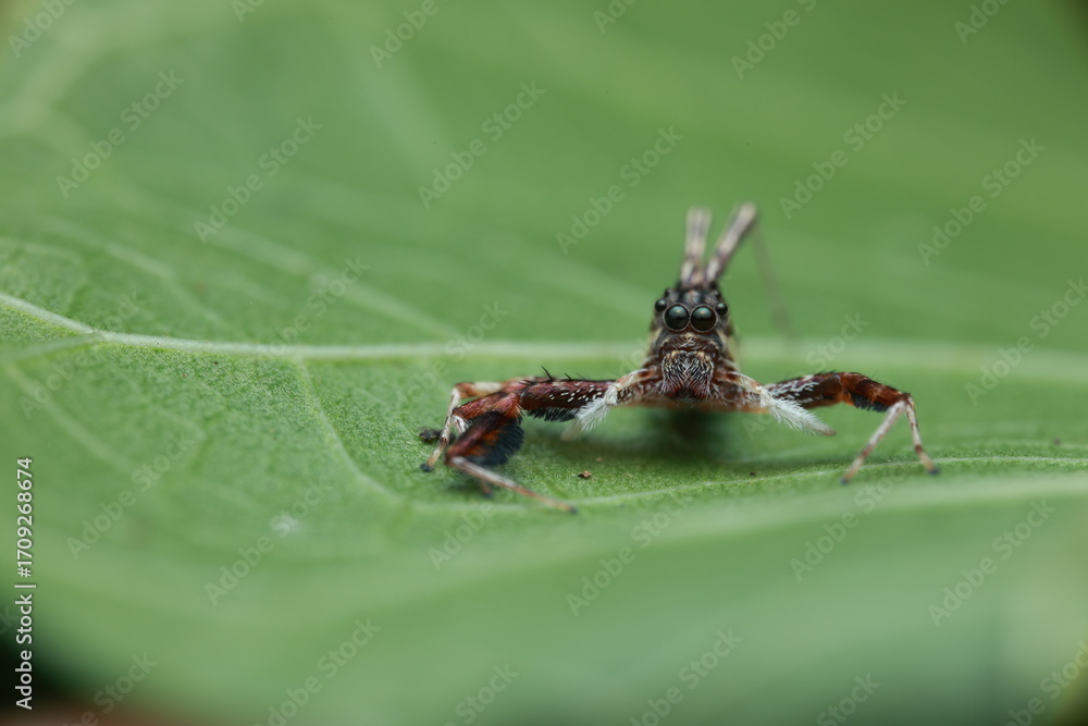 Fototapeta premium jumping spider (Portia sp. or similar), a member of the Salticidae family. The spider uses its large eyes for precise observation and prey capture. 