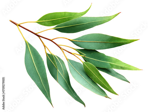Elegant simplicity, eucalyptus leaves on bright white background for natural design