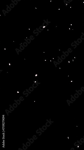 4K cherry blossom petals falling and swaying animation on black screen. vertical