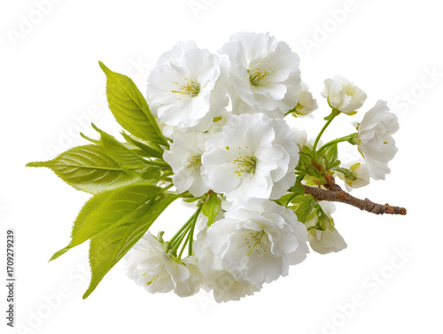 Closeup of blossoming tree branch, a stunning display of white flowers in spring bloom