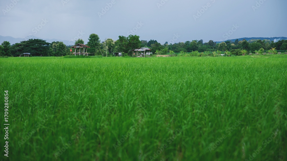 Obraz premium Landscape of the greenery rice field and wooden hut