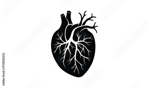 Black and white anatomical heart illustration with detailed veins