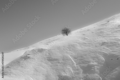 Solitary Tree on Snowy Hill – Minimalist Winter Landscape Under Clear Sky