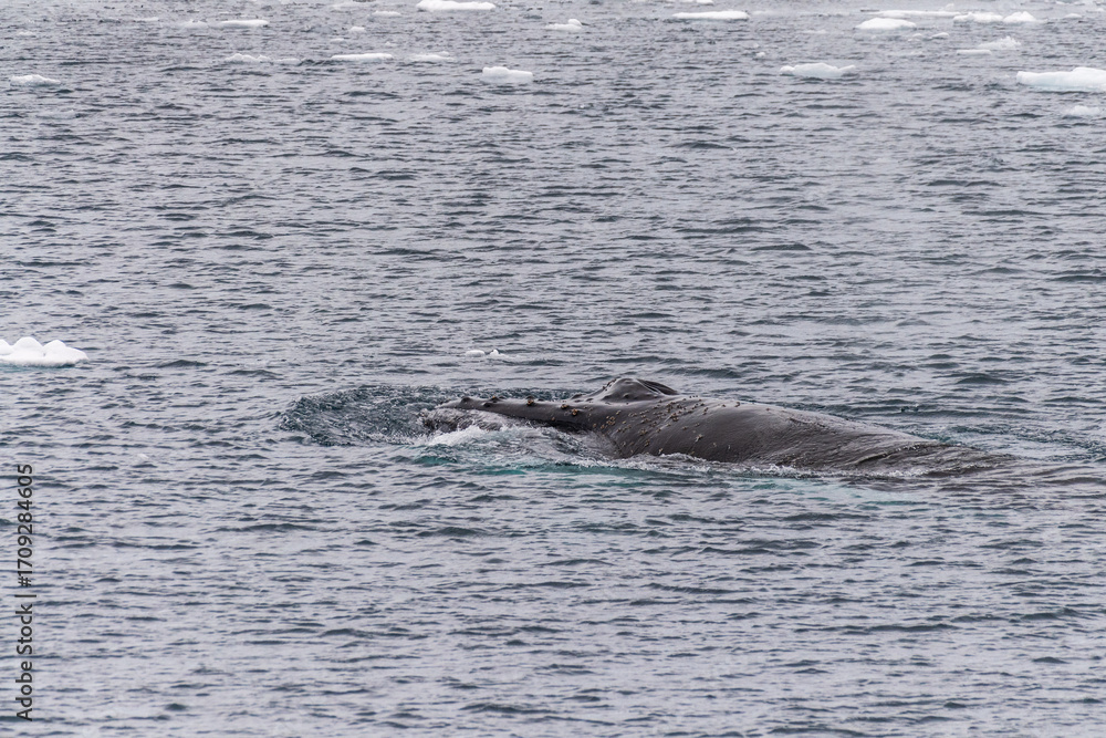 Obraz premium Close-up of the head of a humpback whale -Megaptera novaeangliae. Image taken in the Lemaire channel, Antarctic Peninsula.
