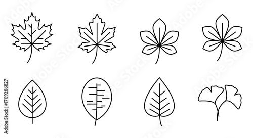 Simple black and white line drawing of various leaf shapes and styles