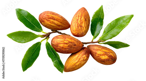 Almond nuts isolated on a wooden background. Almonds are a healthful food. Locally in Bangladesh, it is called Kath Badam.