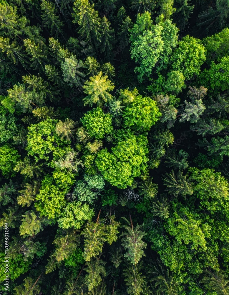 Naklejka premium Dense, vibrant forest canopy view from above. Lush green foliage of various tree types fills the frame