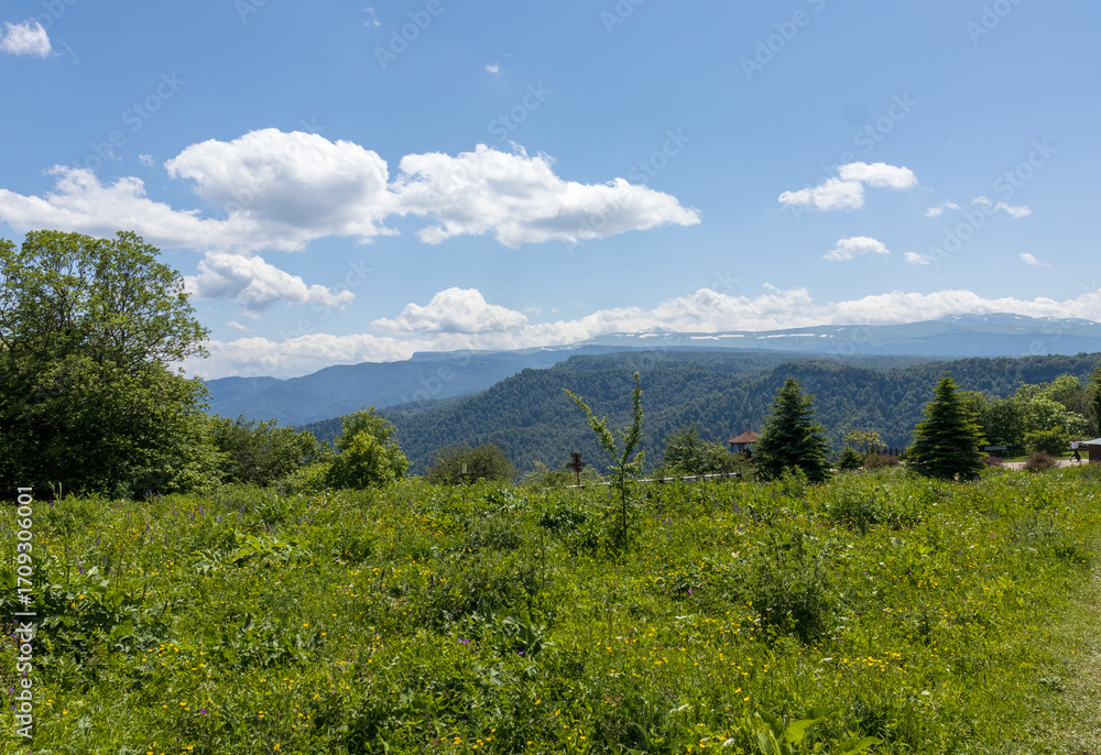 Obraz premium alpine upland, flowering plants in new colors, outdoor walks in a natural park