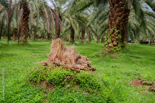 Date palm stump in a date palm orchard