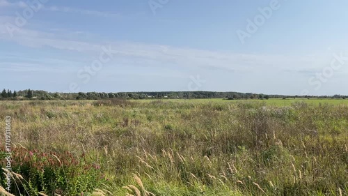 A Serene and Picturesque Summer Landscape Featuring Golden Grasses Under Bright Sunlight,