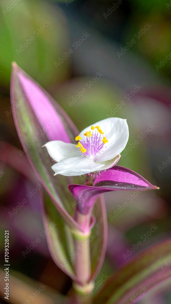 Fototapeta premium Close-up of a vibrant flower