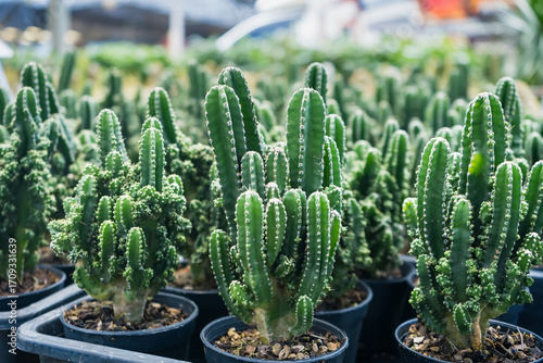 Obraz na plátně Rows of green cacti potted in black containers at a plant nursery, showcasing di