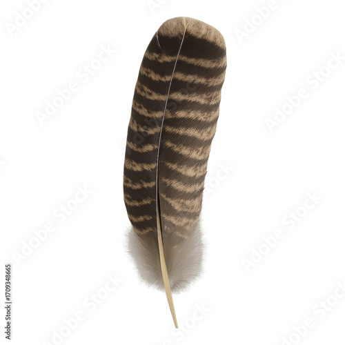 Real photo of turkey feather with transparent background