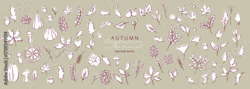 秋の落ち葉と木の実のベクターイラスト。葉っぱの秋植物イラスト。秋の線画背景。Autumn leaves and nuts vector illustration. Autumn plant illustration with leaves. Autumn line art background.