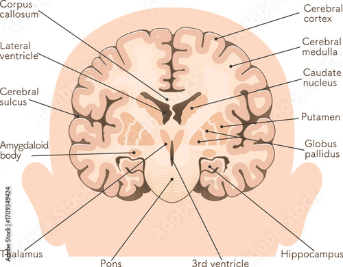大脳の前頭断面 Cross section of the frontal cerebrum