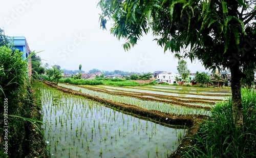 Tranquil Rice Fields Along a Rural Canal With Green Trees and Small Village Homes