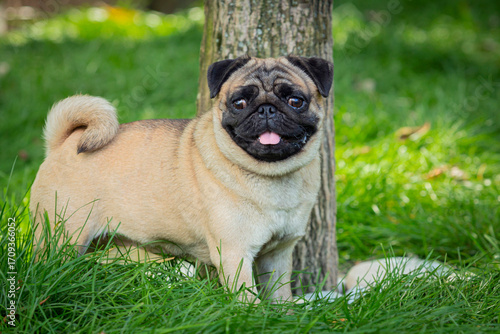 A pug dog walks through a summer meadow. Close-up.