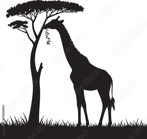 Silhouette of a giraffe eating leaves from an acacia tree in the african savanna