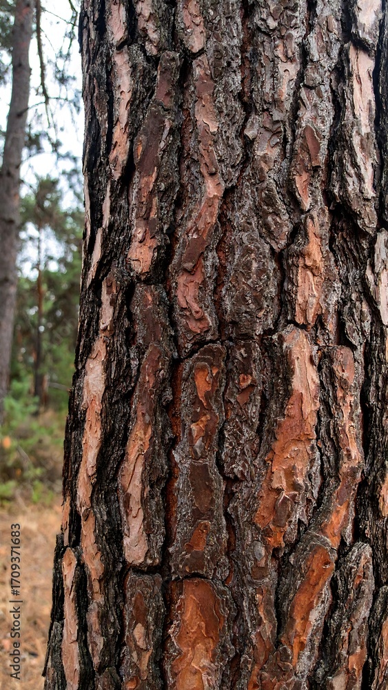 Obraz premium Pine tree trunk texture close-up